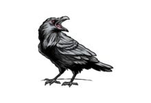 How to draw a Crow